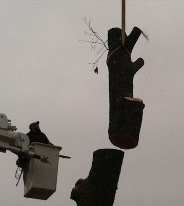 tree trimming